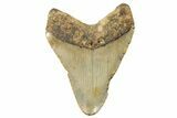 Fossil Megalodon Tooth - North Carolina #245731-1